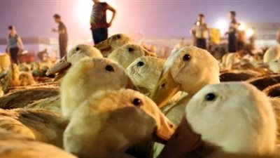 الصين تعتزم إرسال جيش من 100 ألف بطة إلى باكستان