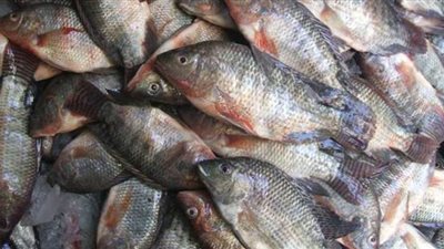 عرض ٣ أطنان أسماك وتوابل على الطب البيطري للتأكد من مدى صلاحيتهم