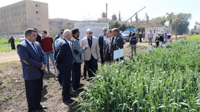 لجنة للنهوض بزراعة النباتات الطبية والعطرية ببني سويف | صور