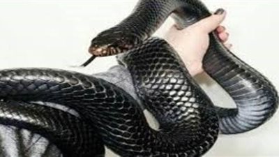 إنقاذ أفعى ابتلعت منشفة على الشاطئ