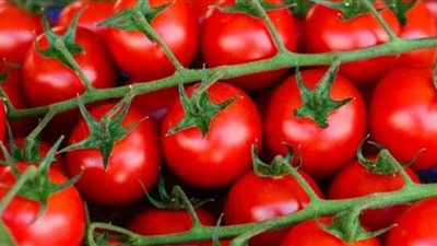 الطماطم تسجل 4.5 جنيهات للكيلو | فيديو