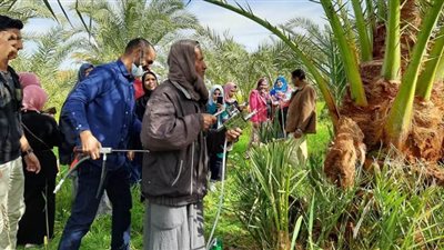 برلماني يطالب بزيارات ميدانية لمواجهة سوسة النخيل الحمراء