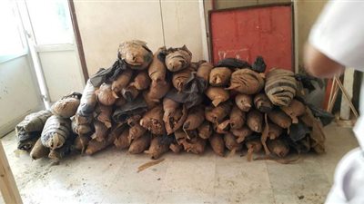 سقوط عاطل أدار وكرا للإتجار في البانجو وبحوزته 88 كيلو وسلاح ناري في أسوان