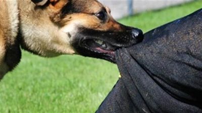 شيخ قبيلة المزينة يكشف مفاجأة فى نهش كلاب جسد سائحة بريطانية بدهب