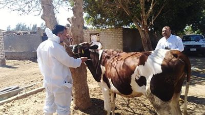 تحصين 170 ألفا و433 رأس ماشية ضد التهاب الجلد العقدي بالمنوفية