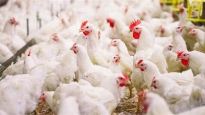 الغرف التجارية تكشف موعد تراجع اسعار الدواجن