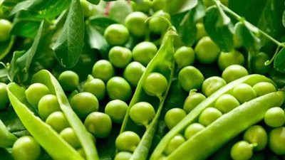 طريقة تخزين البسلة