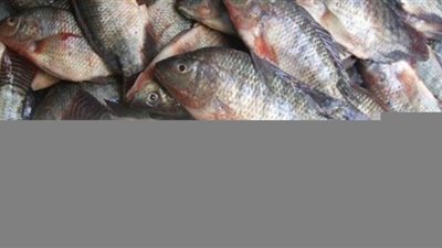 اسعار الأسماك اليوم الاربعاء 4 / 3 / 2020