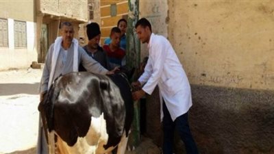 تحصين 116 ألفا و237 رأس ماشية في الحملة القومية ضد أمراض الحيوان في الدقهلية