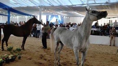غداَ .. انطلاق المهرجان الدولي للخيول العربية الأصيلة بالبحيرة
