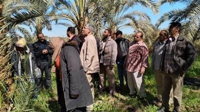 الزراعة تواصل مكافحة سوسة النخيل في الواحات البحرية والوادي الجديد