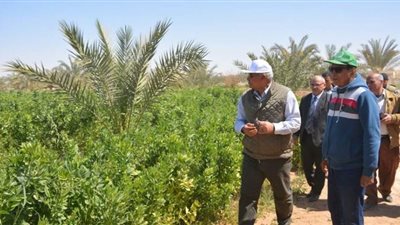 صرف مكأفاة للعاملين بأحد الحقول الاسترشادية بالوادى الجديد| صور