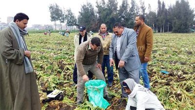 بدء موسم حصاد بنجر السكر بالبحيرة | صور