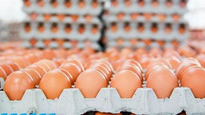 الثروة الداجنة: ارتفاع أسعار كرتونة البيض في الأسواق