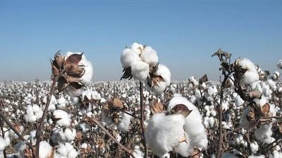 عودة العصر الذهبي لـ