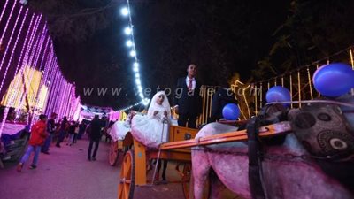 الزفة على حناطير.. زفاف جماعي لـ50 عروسا بحديقة الأورمان | فيديو