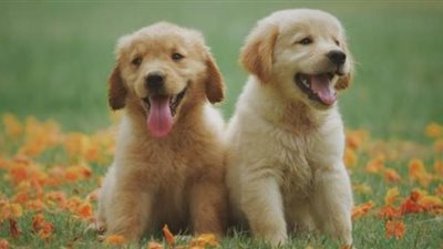 دراسة: الكلاب تصاب بنفس المشاكل النفسية لأصحابها