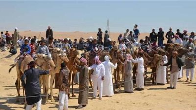 ١٠ مارس.. انطلاق مهرجان الهجن السنوى بالإسماعيلية