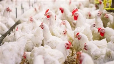 الثروة الداجنة تحذر من تأثير ارتفاع الحرارة على الإنتاج