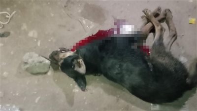 أصاب 9 أشخاص.. أول صورة للحيوان الشرس بعد إثارته الرعب في المنيا