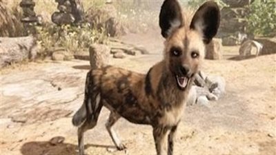 بيطري المنيا بعد واقعة ملوي: هنعدم الحيوانات الضالة