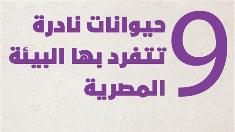  الغزال المصري