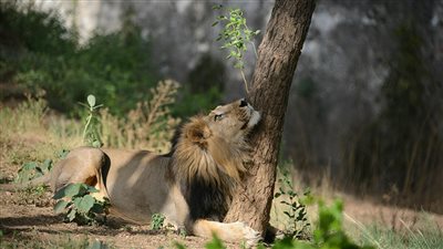 استنفار أمني بدولة عربية للبحث عن أسد أخفاه صاحبه‎‎ 