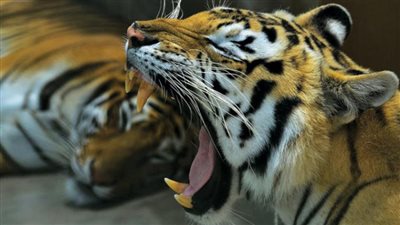 جاكرتا تعلن إصابة نمرين من نوع مهدد بالانقراض بكورونا