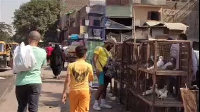 سوق الجمعة بالسيدة عائشة.. هنا تجتمع العصافير والصقور في مكان واحد |فيديو