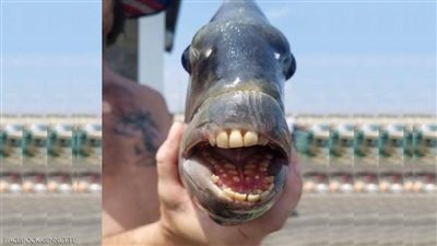 تحمل أسنان بشر.. سمكة تثير الذعر في الولايات المتحدة الأمريكية