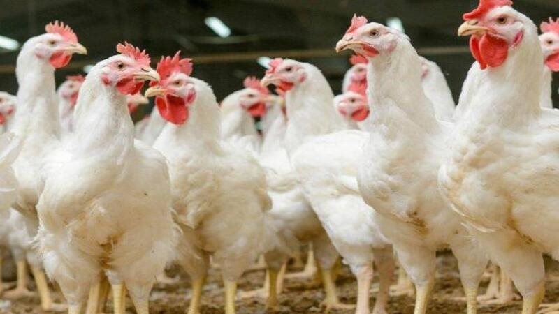 أسعار الدواجن اليوم
