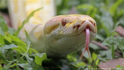 موقف مرعب.. شاب يعثر على ثعبان عملاق في الحديقة | فيديو