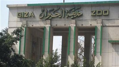 شاهد|وجبات إفطار الشمبانزي كوكو والدب سميحة في حديقة الحيوان بالجيزة