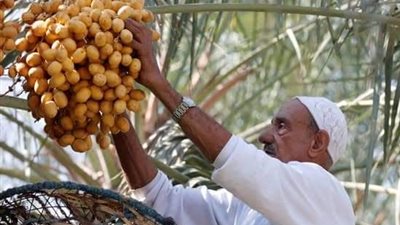 محافظ الوادي الجديد: بدء موسم حصاد التمور.. و16 جنيها للكيلو