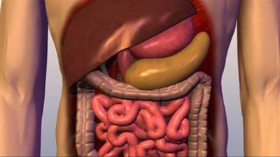تصل مدتها لثلاثة أيام.. كيف تتم عملية الهضم داخل جسمك؟