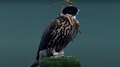 الأغلى في الشرق الأوسط.. بيع صقر بـ 70 ألف دولار بالسعودية 