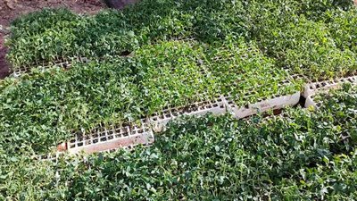 زراعة الوادي الجديد تطرح شتلات خضر للمزارعين وتدشن مدرسة حقلية