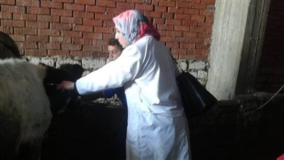 محافظ الإسكندرية: استمرار تحصين المواشي ضد الحمى القلاعية والوادي المتصدع