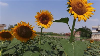 شاهد| جولة في حقول عباد الشمس في الإسماعيلية