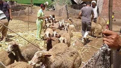 تحصين 14 ألف رأس ماشية ضد الحمى القلاعية والوادي المتصدع بالدقهلية