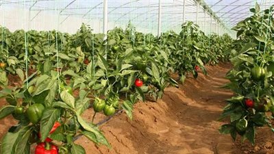 تدريب عن الزراعة التعاقدية لربط المزارعين في المنيا وبني سويف بمصنعي محصول الفلفل 