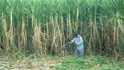 طلب إحاطة بشأن تراجع إنتاجية محصول قصب السكر بالموسم الحالي 