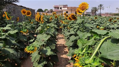 ١٨ صورة ترصد زراعات عباد الشمس في الإسماعيلية