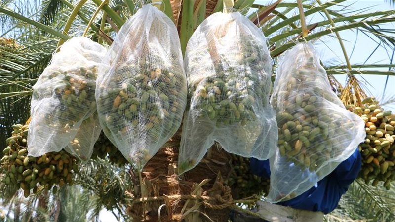 بلح الوادى الجديد