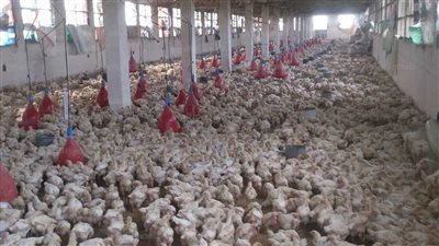 تشكيل لجنة لفحص إقامة مزارع دواجن بدون ترخيص في حي المطار بالأقصر