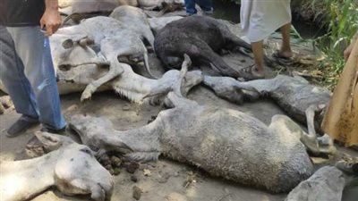 بعد العثور على 38 حمارًا نافقًا.. حقيقة توزيعها على مطاعم المنوفية