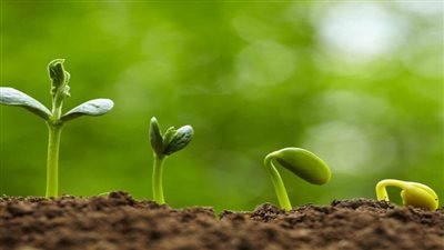 العلماء يكتشفون نباتا جديدا آكل لحوم