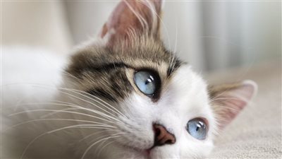 الأزهر للفتوى الإلكترونية يوضح 4 ضوابط لتربية القطط في المنزل 