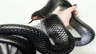 طوله 3 أمتار.. ثعبان يثير الرعب داخل أحد المتاجر في أستراليا |فيديو