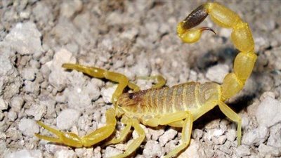 بسبب ارتفاع درجة الحرارة.. العقارب والثعابين تهاجم دولة عربية